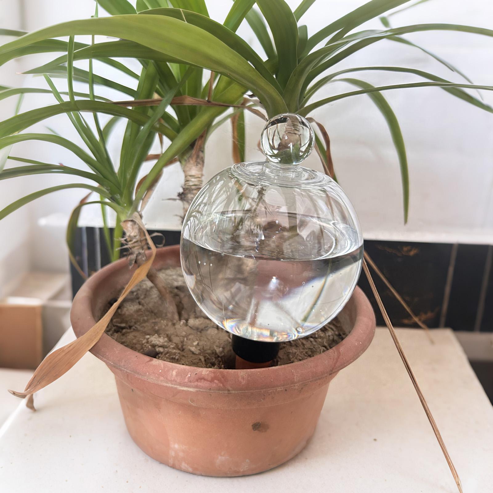 Plant Watering Bulbs 4pcs 500m - Pothos 评论和价格