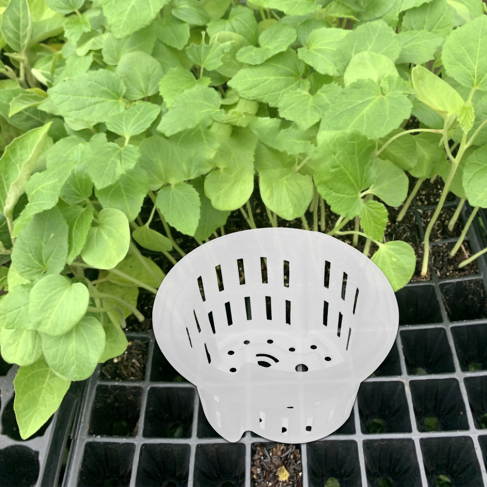 4Pcs Hydroponic Plant Pots Thi - Plant Pot 评论和价格