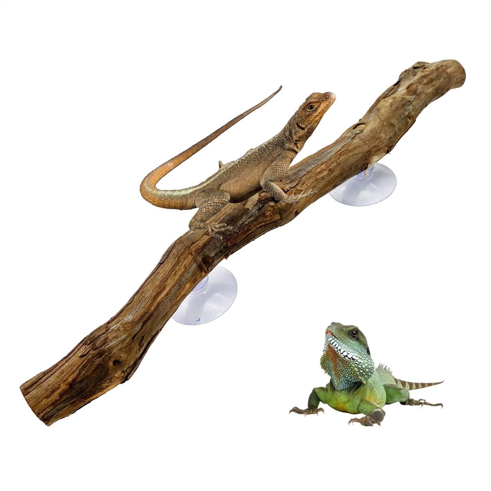 Reptile Climbing Corner Stick  - Snake Plant 评论和价格