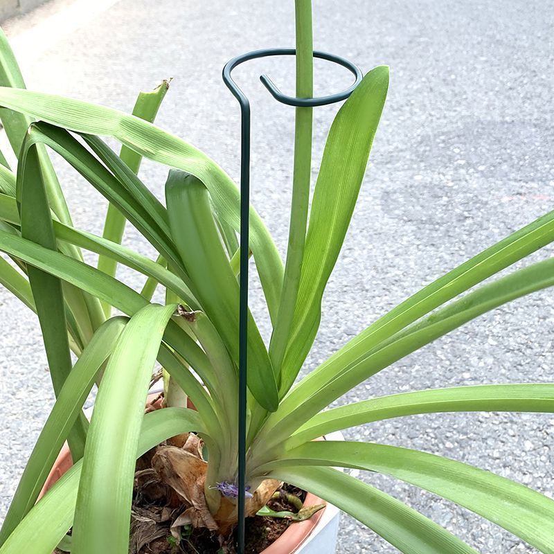 1-10pcs Metal Single Stem Plan - Plant Support Stake 评论和价格